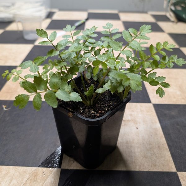 Lebanese Cress (Aethionema cordifolium)