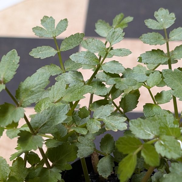 Lebanese Cress (Aethionema cordifolium) - Image 2
