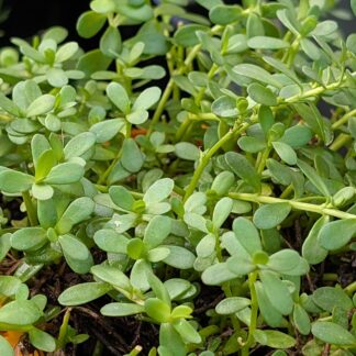 Brahmi (Bacopa monnieri)