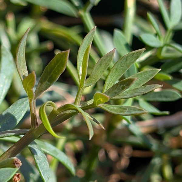 Rock Samphire (Crithmum maritimum)