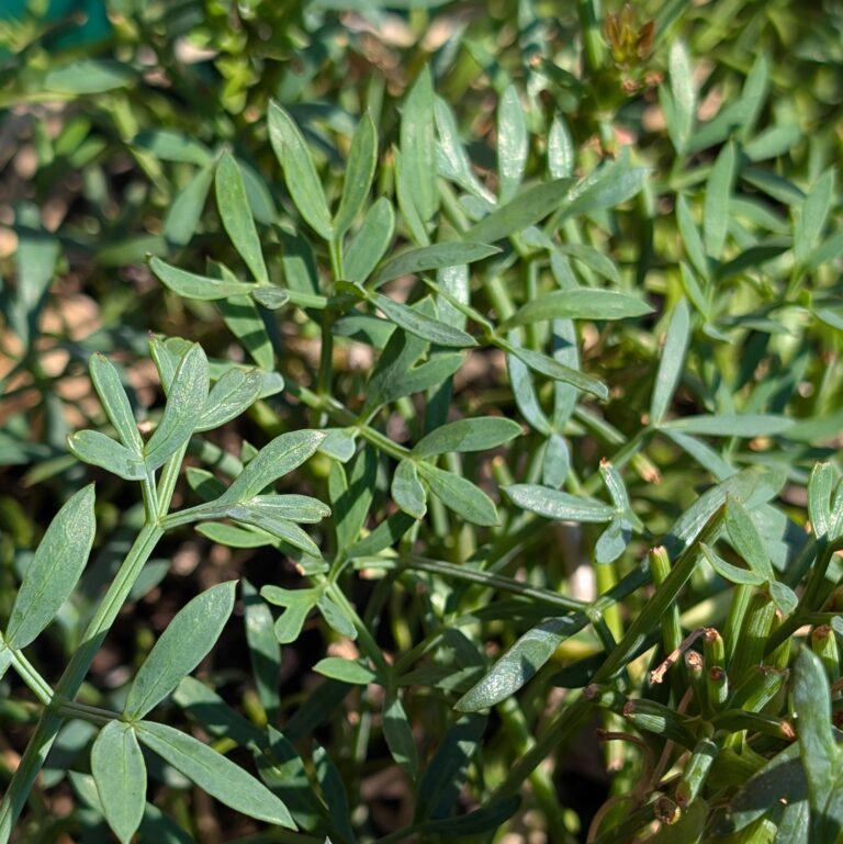 Rock Samphire (Crithmum maritimum) - Image 2