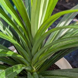 Pandan (Pandanus amaryllifolius)