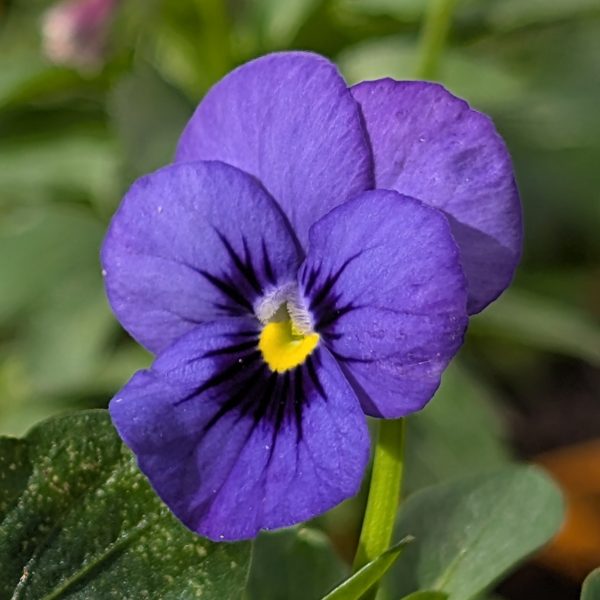 Viola (Viola spp.) - Image 2